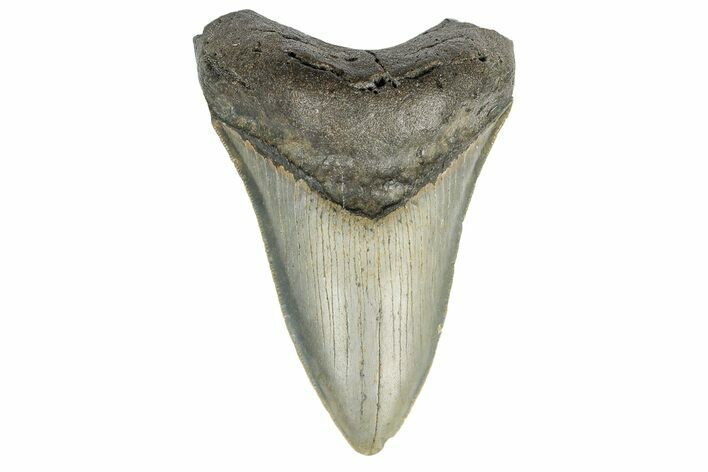 Fossil Megalodon Tooth - North Carolina #165431